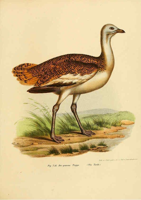 Reproducción/Reproduction 6005773988: Bilder-atlas zur Wissenschaftlich-populären Naturgeschichte der Vögel in ihren sämmtlichen Hauptformen Wien,K.K. Hof und Staatsdruckerei,1864