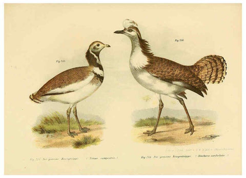 Reproducción/Reproduction 6005229739: Bilder-atlas zur Wissenschaftlich-populären Naturgeschichte der Vögel in ihren sämmtlichen Hauptformen Wien,K.K. Hof und Staatsdruckerei,1864