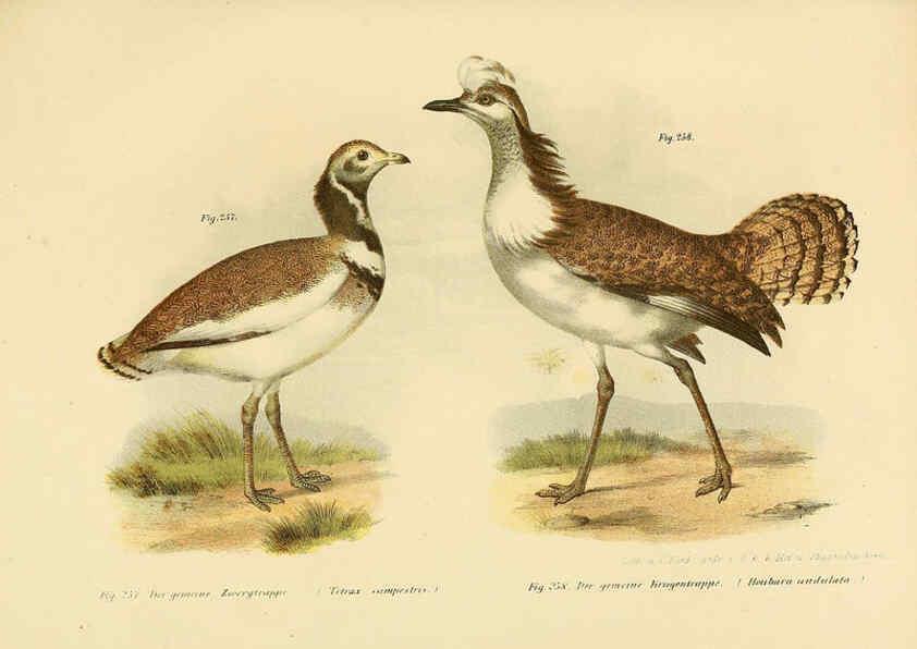 Reproducción/Reproduction 6005229739: Bilder-atlas zur Wissenschaftlich-populären Naturgeschichte der Vögel in ihren sämmtlichen Hauptformen Wien,K.K. Hof und Staatsdruckerei,1864
