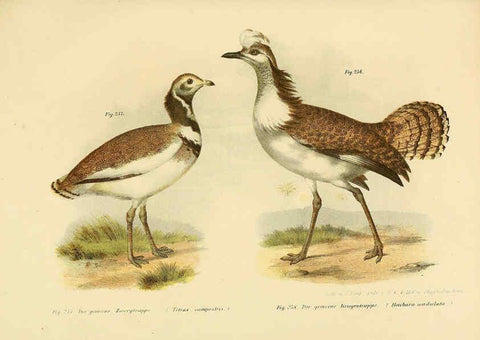 Reproducción/Reproduction 6005229739: Bilder-atlas zur Wissenschaftlich-populären Naturgeschichte der Vögel in ihren sämmtlichen Hauptformen Wien,K.K. Hof und Staatsdruckerei,1864