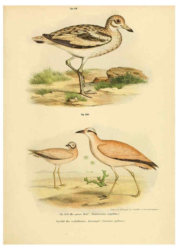 Reproducción/Reproduction 6005229965: Bilder-atlas zur Wissenschaftlich-populären Naturgeschichte der Vögel in ihren sämmtlichen Hauptformen Wien,K.K. Hof und Staatsdruckerei,1864