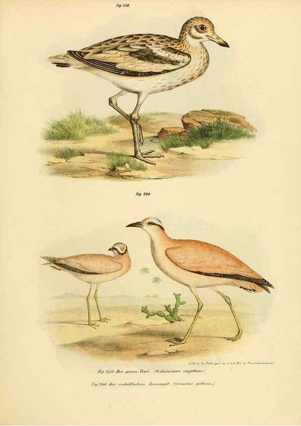 Reproducción/Reproduction 6005229965: Bilder-atlas zur Wissenschaftlich-populären Naturgeschichte der Vögel in ihren sämmtlichen Hauptformen Wien,K.K. Hof und Staatsdruckerei,1864