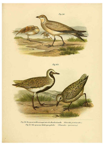 Reproducción/Reproduction 6005230285: Bilder-atlas zur Wissenschaftlich-populären Naturgeschichte der Vögel in ihren sämmtlichen Hauptformen Wien,K.K. Hof und Staatsdruckerei,1864