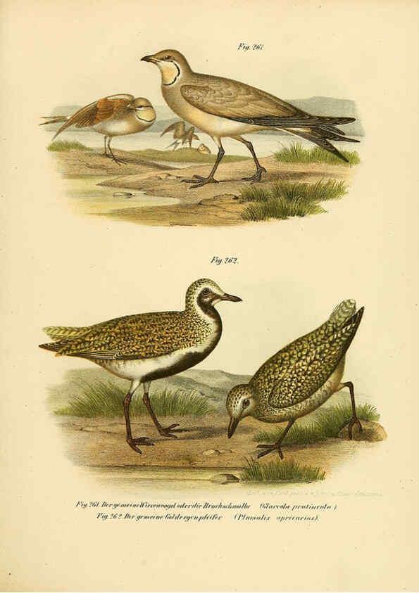 Reproducción/Reproduction 6005230285: Bilder-atlas zur Wissenschaftlich-populären Naturgeschichte der Vögel in ihren sämmtlichen Hauptformen Wien,K.K. Hof und Staatsdruckerei,1864