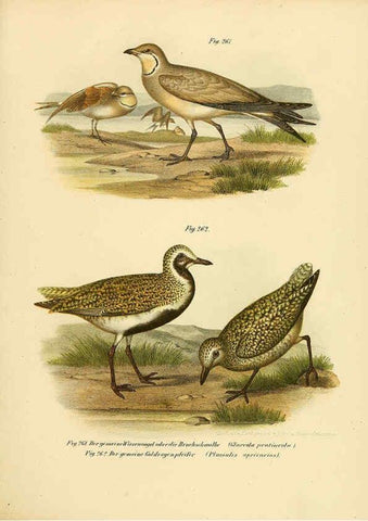 Reproducción/Reproduction 6005230285: Bilder-atlas zur Wissenschaftlich-populären Naturgeschichte der Vögel in ihren sämmtlichen Hauptformen Wien,K.K. Hof und Staatsdruckerei,1864