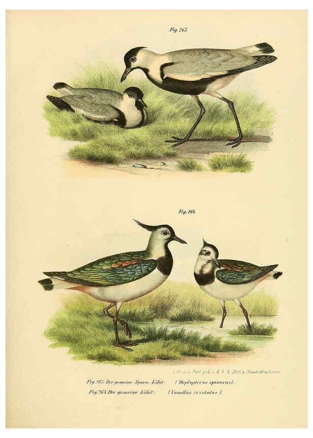 Reproducción/Reproduction 6005230643: Bilder-atlas zur Wissenschaftlich-populären Naturgeschichte der Vögel in ihren sämmtlichen Hauptformen Wien,K.K. Hof und Staatsdruckerei,1864