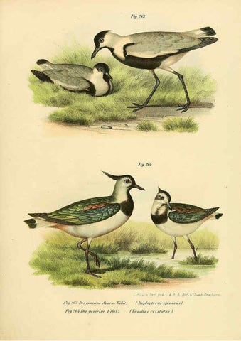 Reproducción/Reproduction 6005230643: Bilder-atlas zur Wissenschaftlich-populären Naturgeschichte der Vögel in ihren sämmtlichen Hauptformen Wien,K.K. Hof und Staatsdruckerei,1864