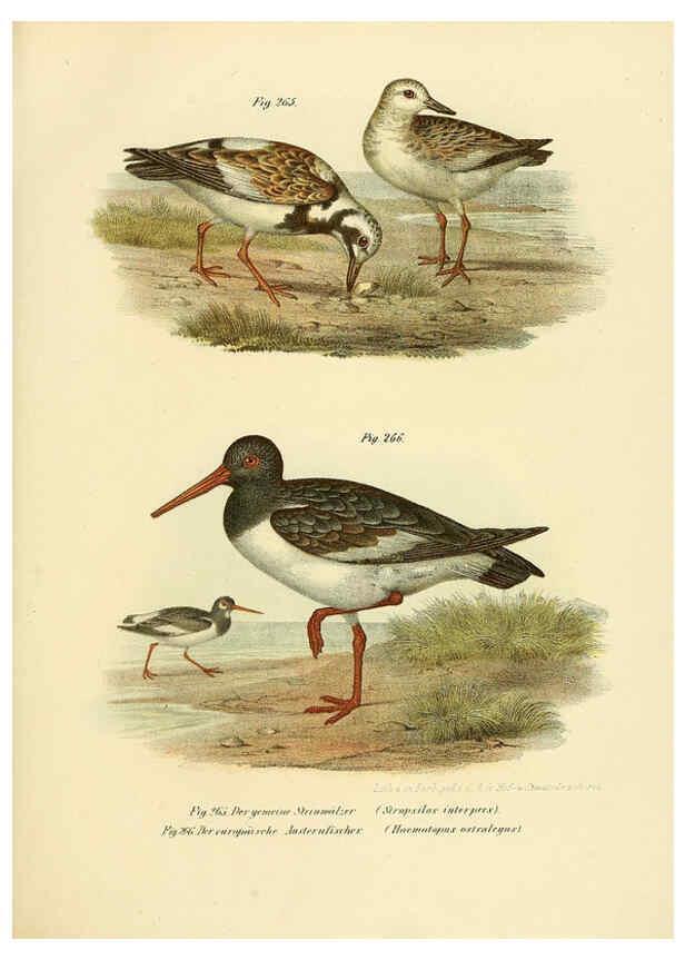 Reproducción/Reproduction 6005230863: Bilder-atlas zur Wissenschaftlich-populären Naturgeschichte der Vögel in ihren sämmtlichen Hauptformen Wien,K.K. Hof und Staatsdruckerei,1864
