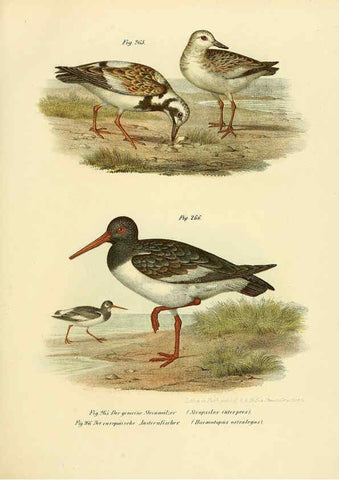 Reproducción/Reproduction 6005230863: Bilder-atlas zur Wissenschaftlich-populären Naturgeschichte der Vögel in ihren sämmtlichen Hauptformen Wien,K.K. Hof und Staatsdruckerei,1864