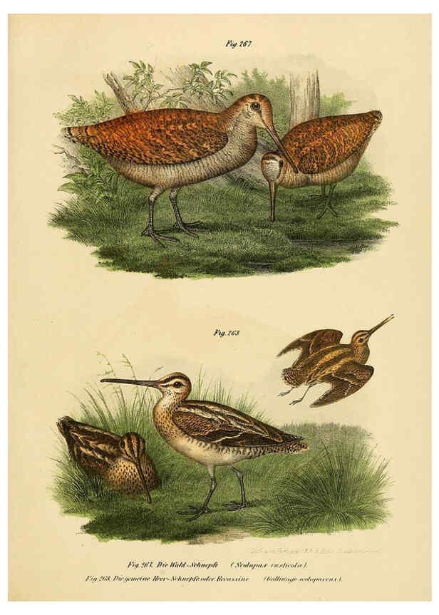 Reproducción/Reproduction 6005775712: Bilder-atlas zur Wissenschaftlich-populären Naturgeschichte der Vögel in ihren sämmtlichen Hauptformen Wien,K.K. Hof und Staatsdruckerei,1864