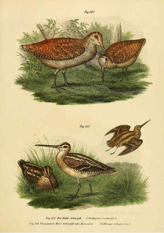 Reproducción/Reproduction 6005775712: Bilder-atlas zur Wissenschaftlich-populären Naturgeschichte der Vögel in ihren sämmtlichen Hauptformen Wien,K.K. Hof und Staatsdruckerei,1864