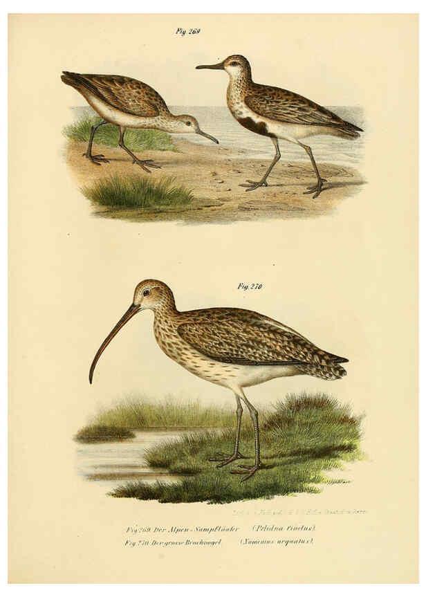 Reproducción/Reproduction 6005231611: Bilder-atlas zur Wissenschaftlich-populären Naturgeschichte der Vögel in ihren sämmtlichen Hauptformen Wien,K.K. Hof und Staatsdruckerei,1864