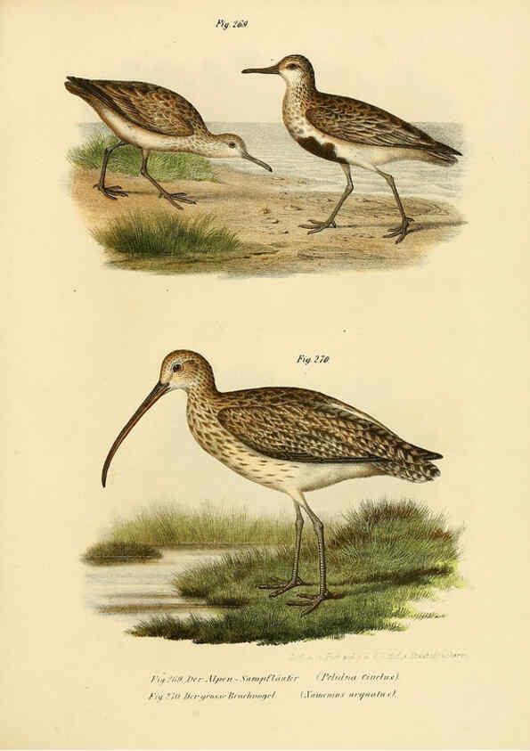 Reproducción/Reproduction 6005231611: Bilder-atlas zur Wissenschaftlich-populären Naturgeschichte der Vögel in ihren sämmtlichen Hauptformen Wien,K.K. Hof und Staatsdruckerei,1864