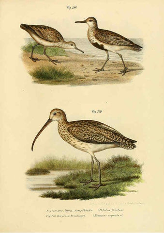 Reproducción/Reproduction 6005231611: Bilder-atlas zur Wissenschaftlich-populären Naturgeschichte der Vögel in ihren sämmtlichen Hauptformen Wien,K.K. Hof und Staatsdruckerei,1864