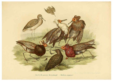 Reproducción/Reproduction 6005776340: Bilder-atlas zur Wissenschaftlich-populären Naturgeschichte der Vögel in ihren sämmtlichen Hauptformen Wien,K.K. Hof und Staatsdruckerei,1864