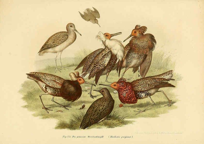 Reproducción/Reproduction 6005776340: Bilder-atlas zur Wissenschaftlich-populären Naturgeschichte der Vögel in ihren sämmtlichen Hauptformen Wien,K.K. Hof und Staatsdruckerei,1864