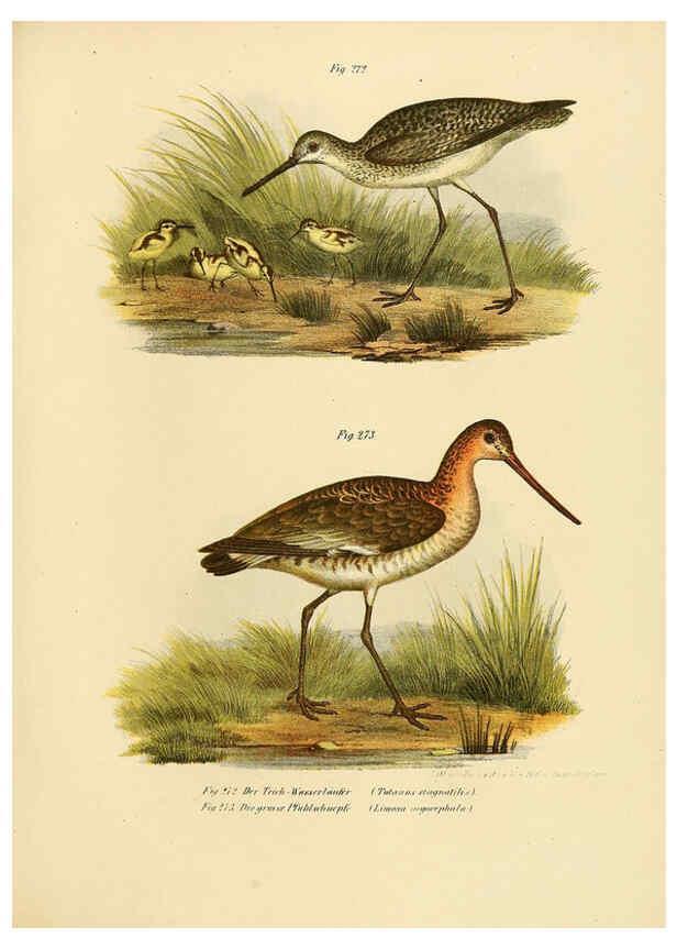 Reproducción/Reproduction 6005232421: Bilder-atlas zur Wissenschaftlich-populären Naturgeschichte der Vögel in ihren sämmtlichen Hauptformen Wien,K.K. Hof und Staatsdruckerei,1864