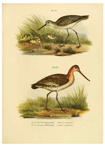 Reproducción/Reproduction 6005232421: Bilder-atlas zur Wissenschaftlich-populären Naturgeschichte der Vögel in ihren sämmtlichen Hauptformen Wien,K.K. Hof und Staatsdruckerei,1864