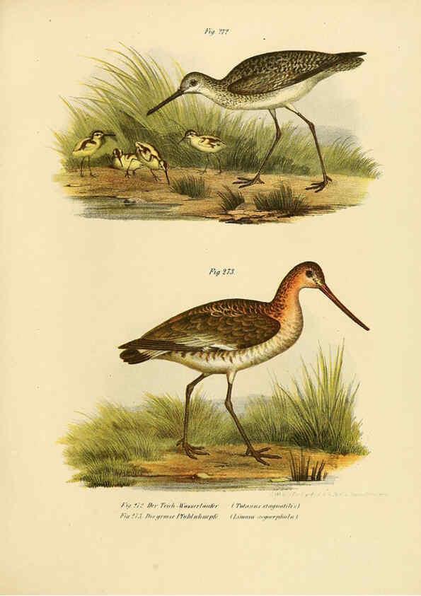 Reproducción/Reproduction 6005232421: Bilder-atlas zur Wissenschaftlich-populären Naturgeschichte der Vögel in ihren sämmtlichen Hauptformen Wien,K.K. Hof und Staatsdruckerei,1864