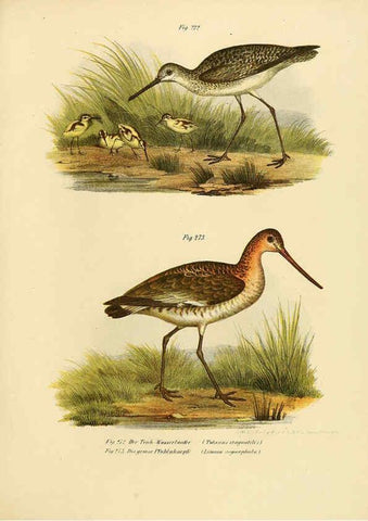 Reproducción/Reproduction 6005232421: Bilder-atlas zur Wissenschaftlich-populären Naturgeschichte der Vögel in ihren sämmtlichen Hauptformen Wien,K.K. Hof und Staatsdruckerei,1864