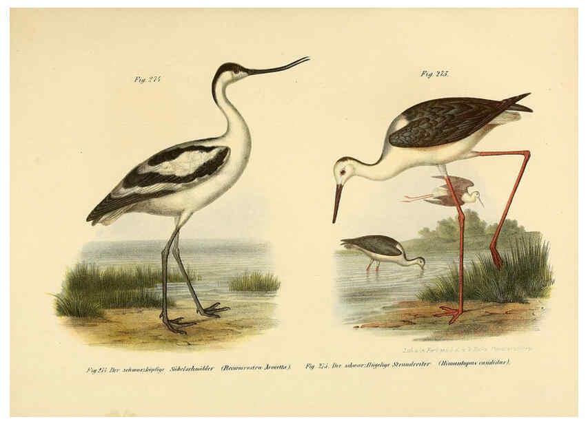 Reproducción/Reproduction 6005777200: Bilder-atlas zur Wissenschaftlich-populären Naturgeschichte der Vögel in ihren sämmtlichen Hauptformen Wien,K.K. Hof und Staatsdruckerei,1864