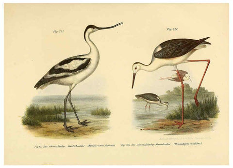 Reproducción/Reproduction 6005777200: Bilder-atlas zur Wissenschaftlich-populären Naturgeschichte der Vögel in ihren sämmtlichen Hauptformen Wien,K.K. Hof und Staatsdruckerei,1864