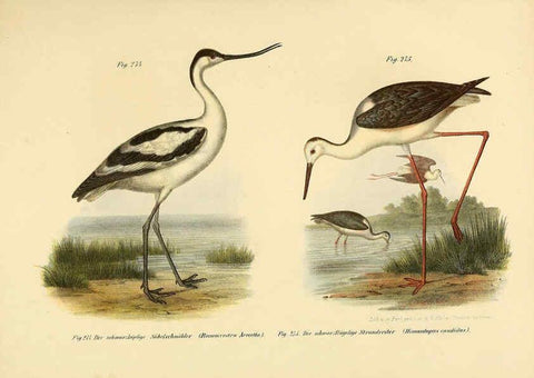 Reproducción/Reproduction 6005777200: Bilder-atlas zur Wissenschaftlich-populären Naturgeschichte der Vögel in ihren sämmtlichen Hauptformen Wien,K.K. Hof und Staatsdruckerei,1864