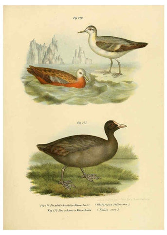 Reproducción/Reproduction 6005777516: Bilder-atlas zur Wissenschaftlich-populären Naturgeschichte der Vögel in ihren sämmtlichen Hauptformen Wien,K.K. Hof und Staatsdruckerei,1864