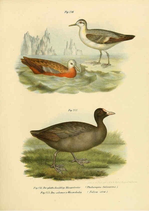 Reproducción/Reproduction 6005777516: Bilder-atlas zur Wissenschaftlich-populären Naturgeschichte der Vögel in ihren sämmtlichen Hauptformen Wien,K.K. Hof und Staatsdruckerei,1864