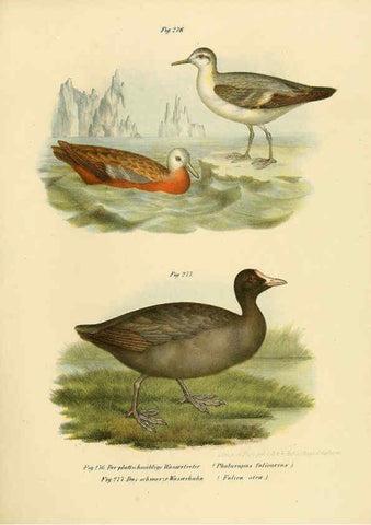 Reproducción/Reproduction 6005777516: Bilder-atlas zur Wissenschaftlich-populären Naturgeschichte der Vögel in ihren sämmtlichen Hauptformen Wien,K.K. Hof und Staatsdruckerei,1864