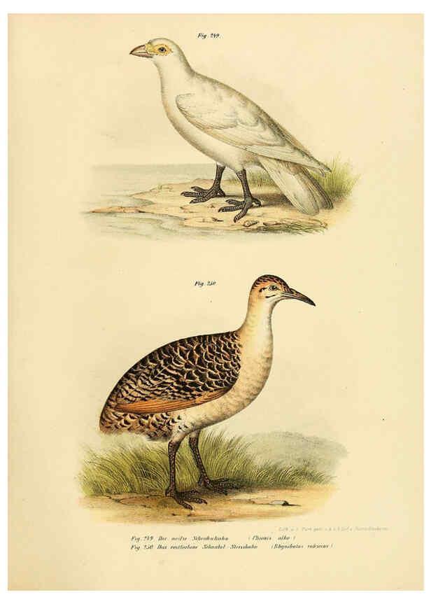 Reproducción/Reproduction 6005772384: Bilder-atlas zur Wissenschaftlich-populären Naturgeschichte der Vögel in ihren sämmtlichen Hauptformen Wien,K.K. Hof und Staatsdruckerei,1864