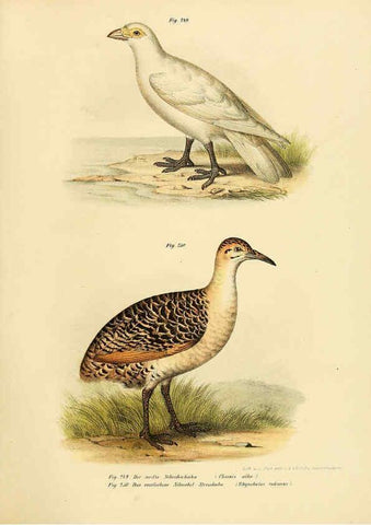 Reproducción/Reproduction 6005772384: Bilder-atlas zur Wissenschaftlich-populären Naturgeschichte der Vögel in ihren sämmtlichen Hauptformen Wien,K.K. Hof und Staatsdruckerei,1864