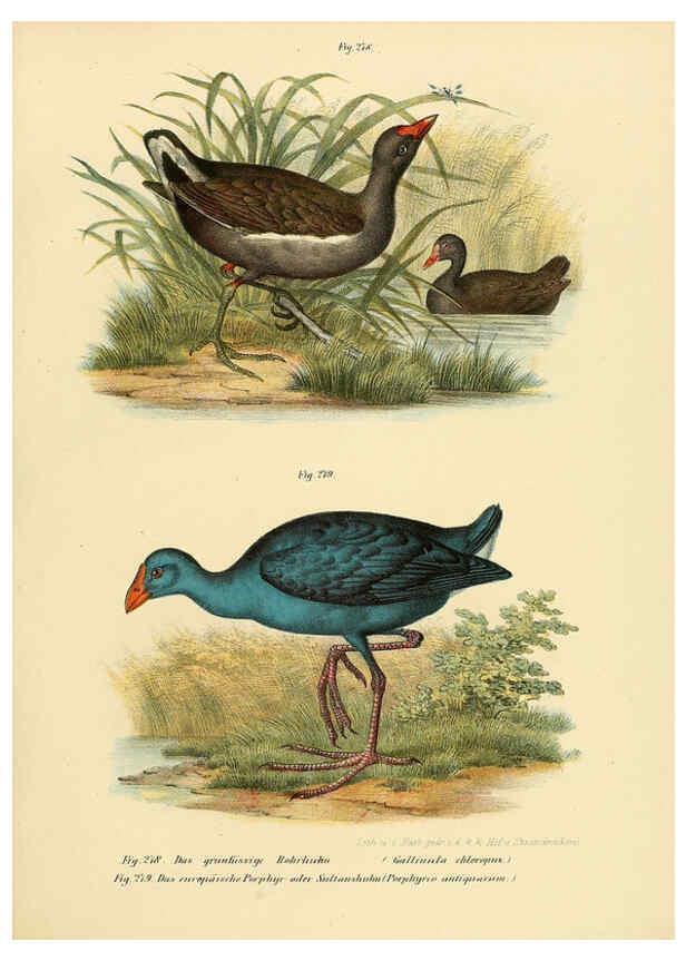Reproducción/Reproduction 6005777730: Bilder-atlas zur Wissenschaftlich-populären Naturgeschichte der Vögel in ihren sämmtlichen Hauptformen Wien,K.K. Hof und Staatsdruckerei,1864