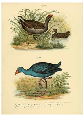 Reproducción/Reproduction 6005777730: Bilder-atlas zur Wissenschaftlich-populären Naturgeschichte der Vögel in ihren sämmtlichen Hauptformen Wien,K.K. Hof und Staatsdruckerei,1864