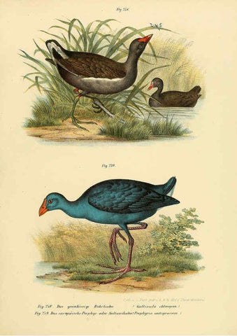 Reproducción/Reproduction 6005777730: Bilder-atlas zur Wissenschaftlich-populären Naturgeschichte der Vögel in ihren sämmtlichen Hauptformen Wien,K.K. Hof und Staatsdruckerei,1864