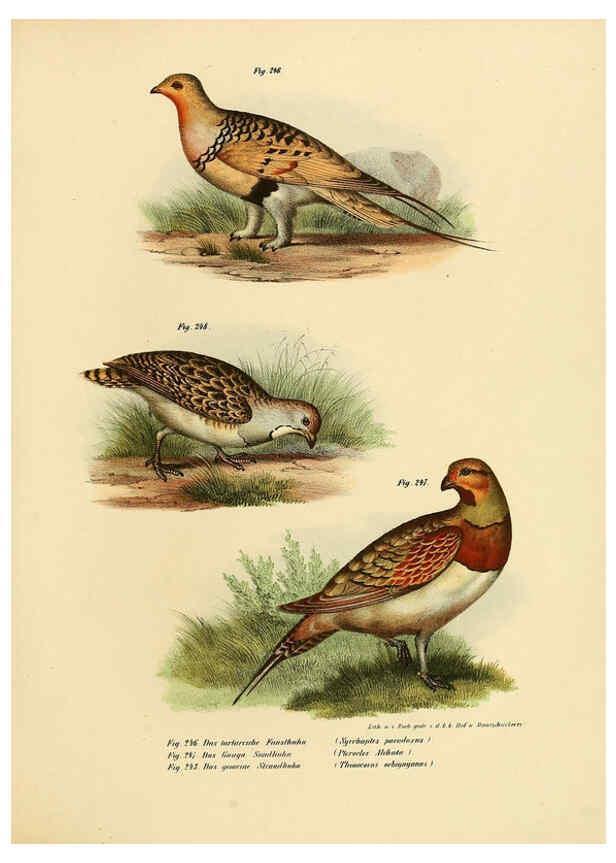 Reproducción/Reproduction 6005227565: Bilder-atlas zur Wissenschaftlich-populären Naturgeschichte der Vögel in ihren sämmtlichen Hauptformen Wien,K.K. Hof und Staatsdruckerei,1864