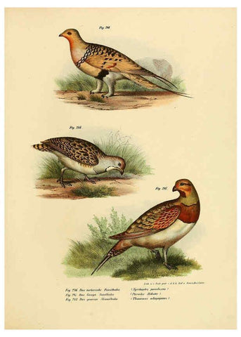 Reproducción/Reproduction 6005227565: Bilder-atlas zur Wissenschaftlich-populären Naturgeschichte der Vögel in ihren sämmtlichen Hauptformen Wien,K.K. Hof und Staatsdruckerei,1864