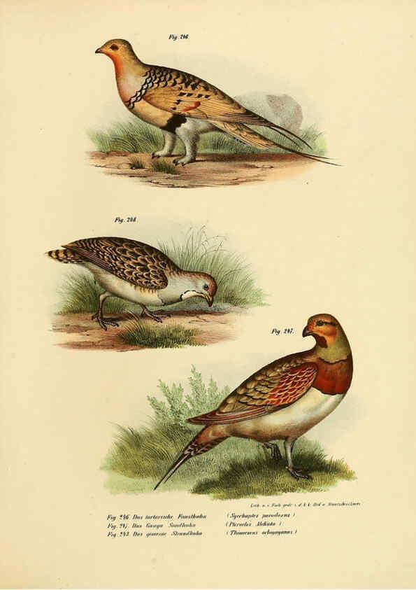 Reproducción/Reproduction 6005227565: Bilder-atlas zur Wissenschaftlich-populären Naturgeschichte der Vögel in ihren sämmtlichen Hauptformen Wien,K.K. Hof und Staatsdruckerei,1864