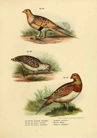 Reproducción/Reproduction 6005227565: Bilder-atlas zur Wissenschaftlich-populären Naturgeschichte der Vögel in ihren sämmtlichen Hauptformen Wien,K.K. Hof und Staatsdruckerei,1864