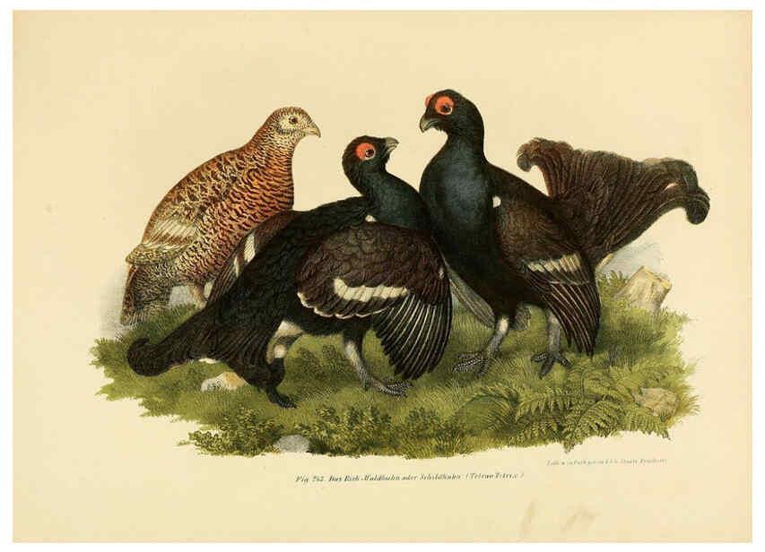 Reproducción/Reproduction 6005226861: Bilder-atlas zur Wissenschaftlich-populären Naturgeschichte der Vögel in ihren sämmtlichen Hauptformen Wien,K.K. Hof und Staatsdruckerei,1864