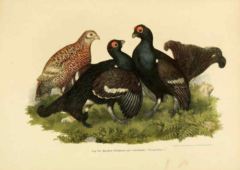 Reproducción/Reproduction 6005226861: Bilder-atlas zur Wissenschaftlich-populären Naturgeschichte der Vögel in ihren sämmtlichen Hauptformen Wien,K.K. Hof und Staatsdruckerei,1864
