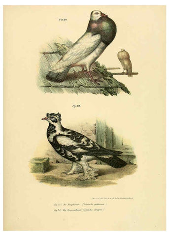 Reproducción/Reproduction 6005220797: Bilder-atlas zur Wissenschaftlich-populären Naturgeschichte der Vögel in ihren sämmtlichen Hauptformen Wien,K.K. Hof und Staatsdruckerei,1864