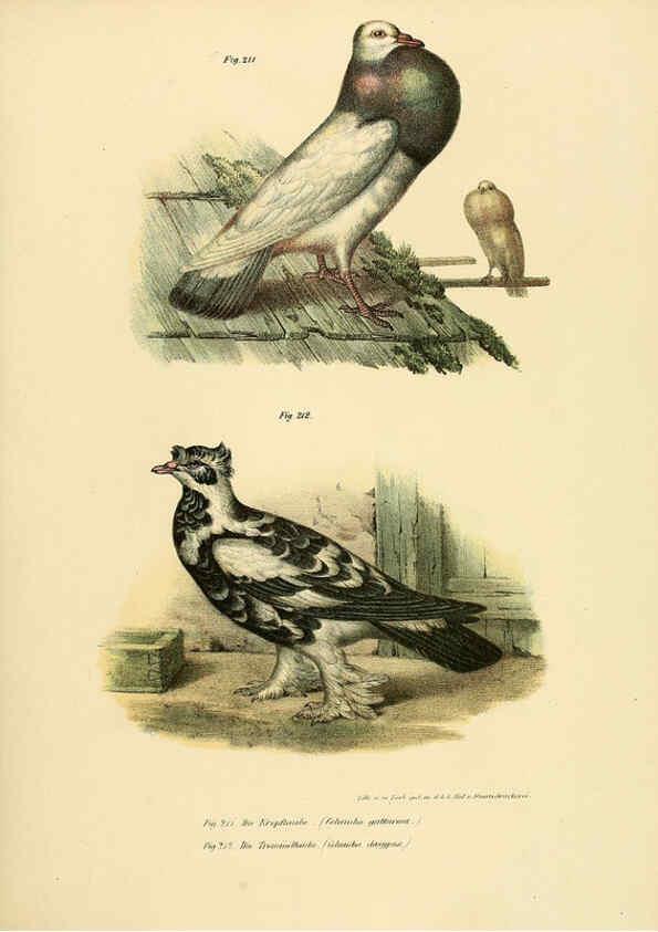 Reproducción/Reproduction 6005220797: Bilder-atlas zur Wissenschaftlich-populären Naturgeschichte der Vögel in ihren sämmtlichen Hauptformen Wien,K.K. Hof und Staatsdruckerei,1864
