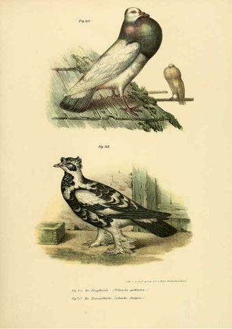 Reproducción/Reproduction 6005220797: Bilder-atlas zur Wissenschaftlich-populären Naturgeschichte der Vögel in ihren sämmtlichen Hauptformen Wien,K.K. Hof und Staatsdruckerei,1864