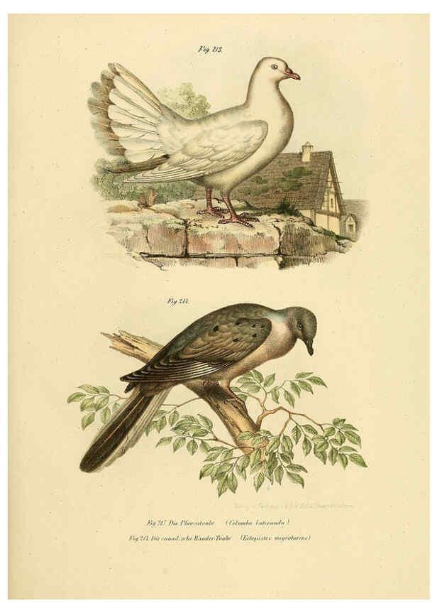 Reproducción/Reproduction 6005765646: Bilder-atlas zur Wissenschaftlich-populären Naturgeschichte der Vögel in ihren sämmtlichen Hauptformen Wien,K.K. Hof und Staatsdruckerei,1864