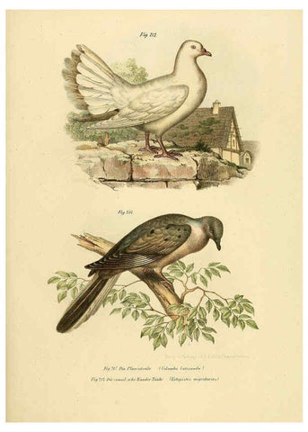 Reproducción/Reproduction 6005765646: Bilder-atlas zur Wissenschaftlich-populären Naturgeschichte der Vögel in ihren sämmtlichen Hauptformen Wien,K.K. Hof und Staatsdruckerei,1864