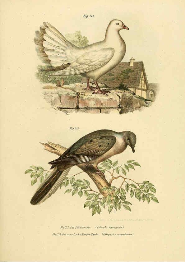 Reproducción/Reproduction 6005765646: Bilder-atlas zur Wissenschaftlich-populären Naturgeschichte der Vögel in ihren sämmtlichen Hauptformen Wien,K.K. Hof und Staatsdruckerei,1864
