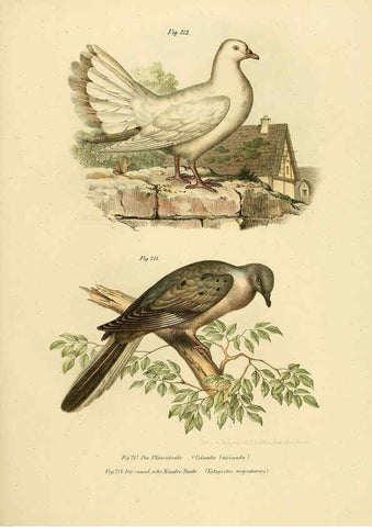 Reproducción/Reproduction 6005765646: Bilder-atlas zur Wissenschaftlich-populären Naturgeschichte der Vögel in ihren sämmtlichen Hauptformen Wien,K.K. Hof und Staatsdruckerei,1864