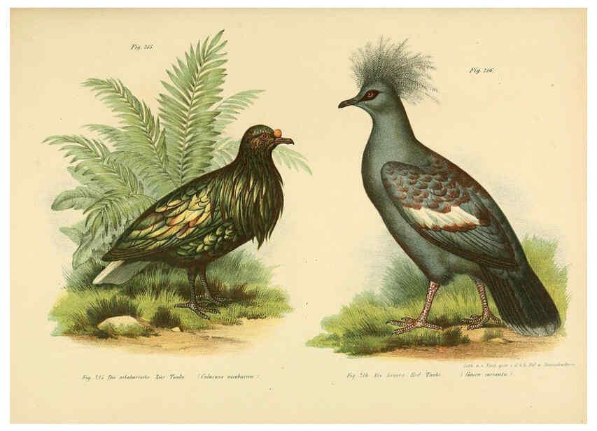 Reproducción/Reproduction 6005766200: Bilder-atlas zur Wissenschaftlich-populären Naturgeschichte der Vögel in ihren sämmtlichen Hauptformen Wien,K.K. Hof und Staatsdruckerei,1864