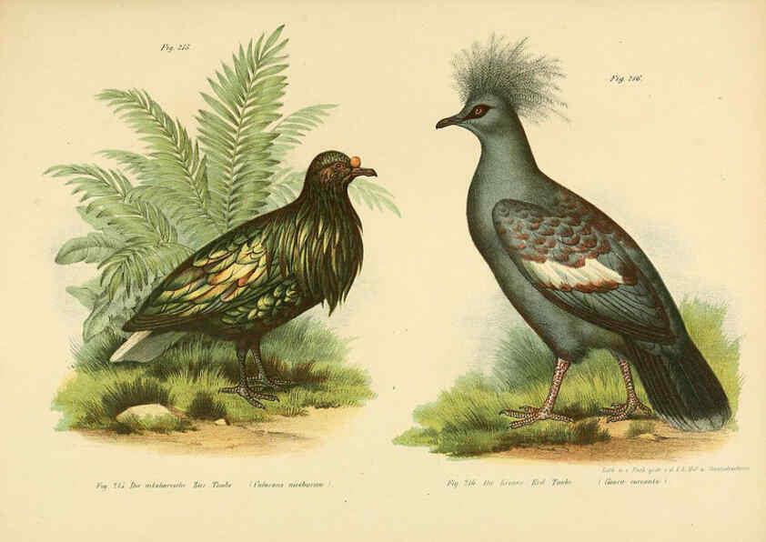 Reproducción/Reproduction 6005766200: Bilder-atlas zur Wissenschaftlich-populären Naturgeschichte der Vögel in ihren sämmtlichen Hauptformen Wien,K.K. Hof und Staatsdruckerei,1864